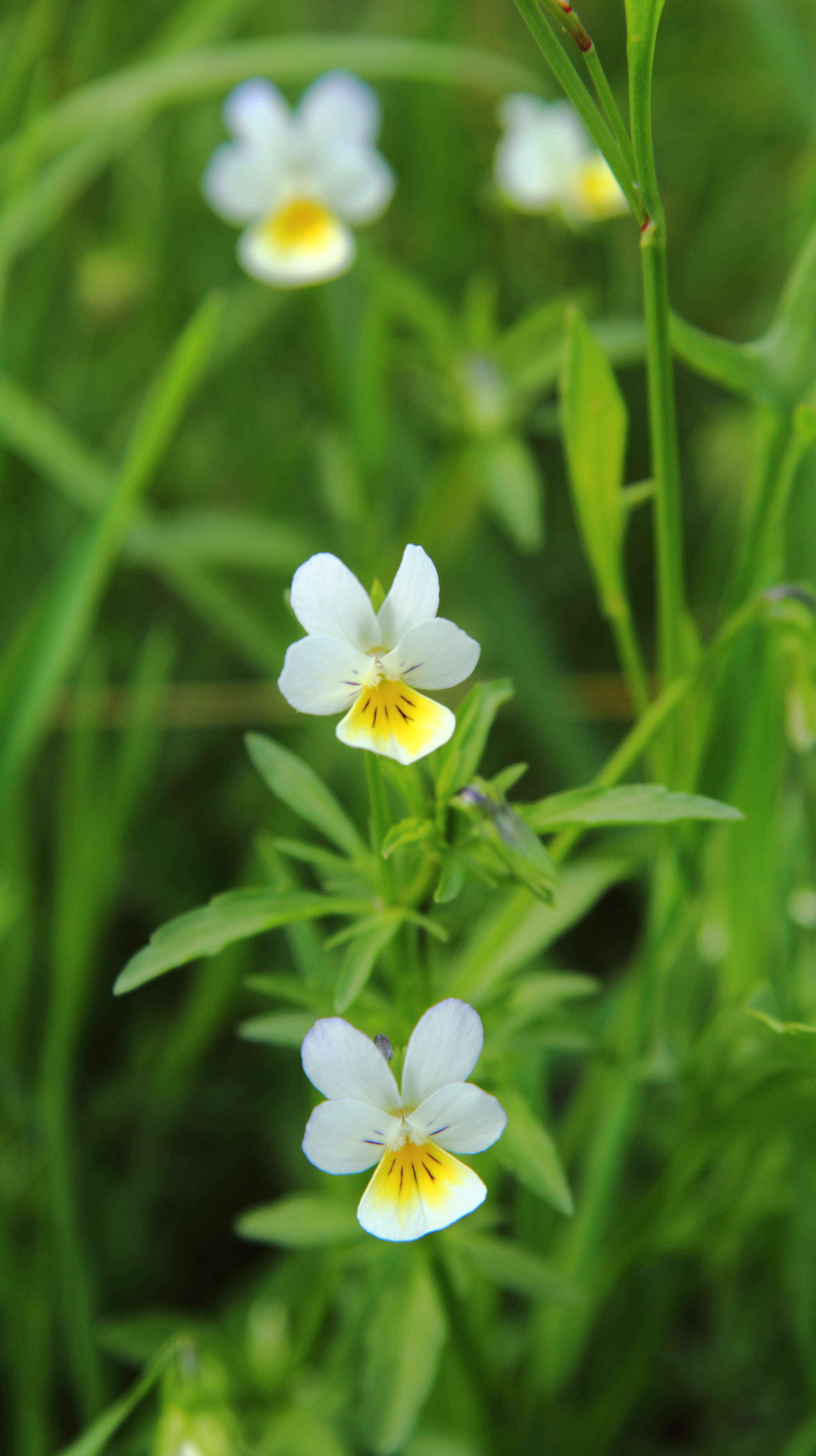 Слика од Viola arvensis Murray