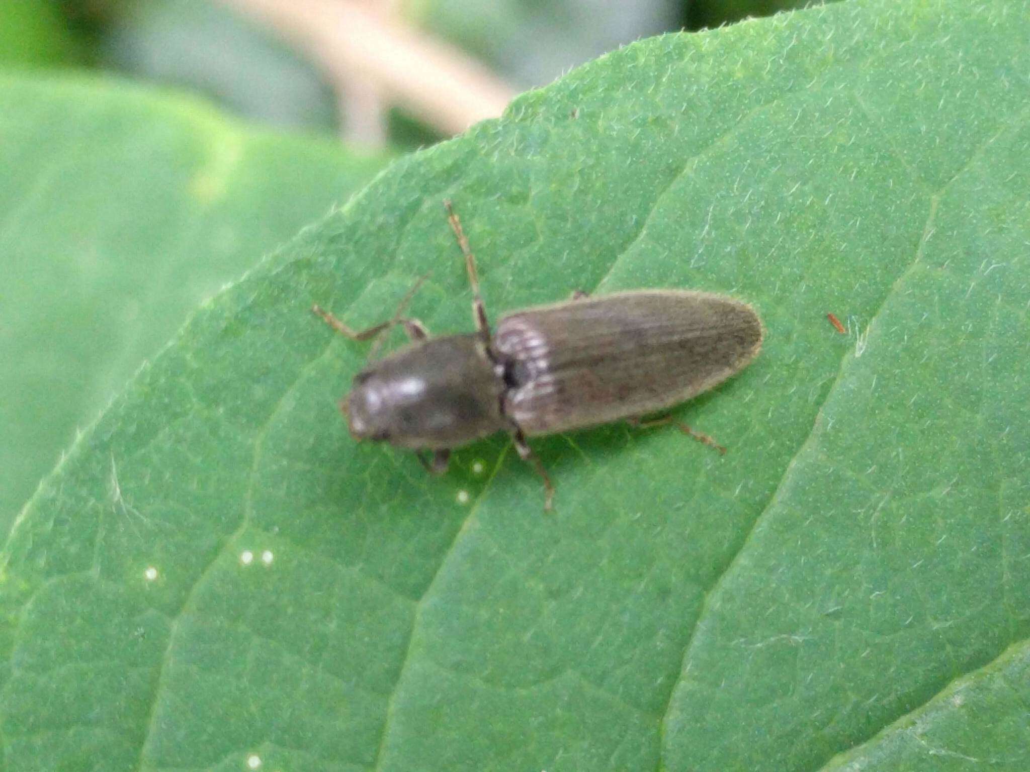 Image of Athous haemorrhoidalis