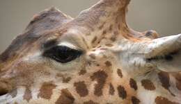 Image of Giraffe