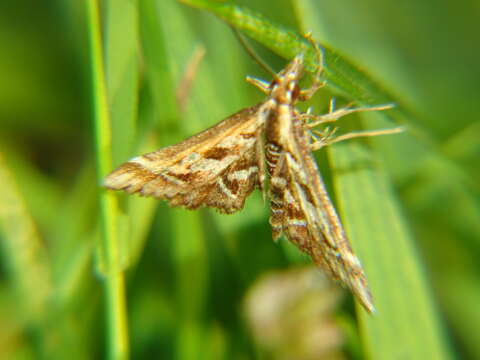 Sivun Diasemia grammalis Doubleday 1843 kuva