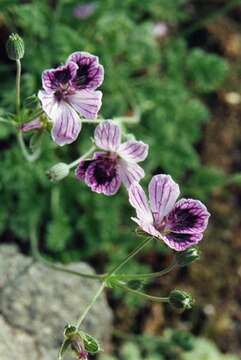 Imagem de Erodium glandulosum (Cav.) Willd.