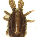 Sivun Polyaspididae kuva