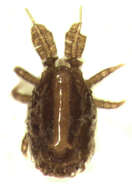 Image de Polyaspididae