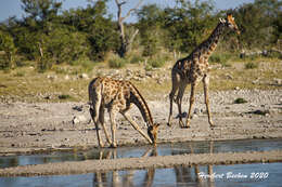 Image of Giraffes