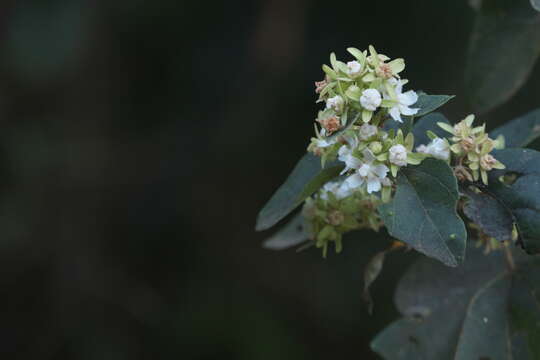 Kydia calycina Roxb. resmi