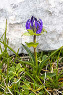 Image of Horned Rampion