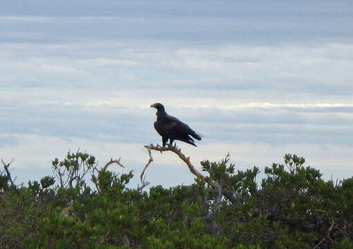 Image of Wedge-tailed Eagle