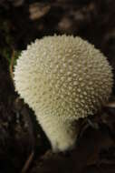 Imagem de Lycoperdon perlatum Pers. 1796