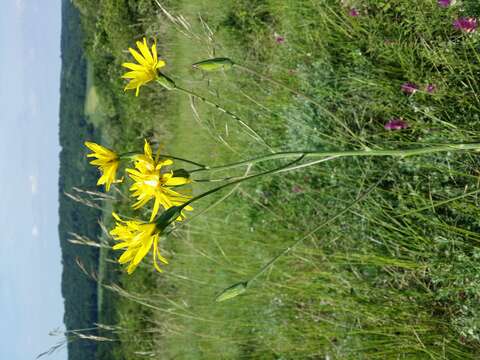 Image of black salsify