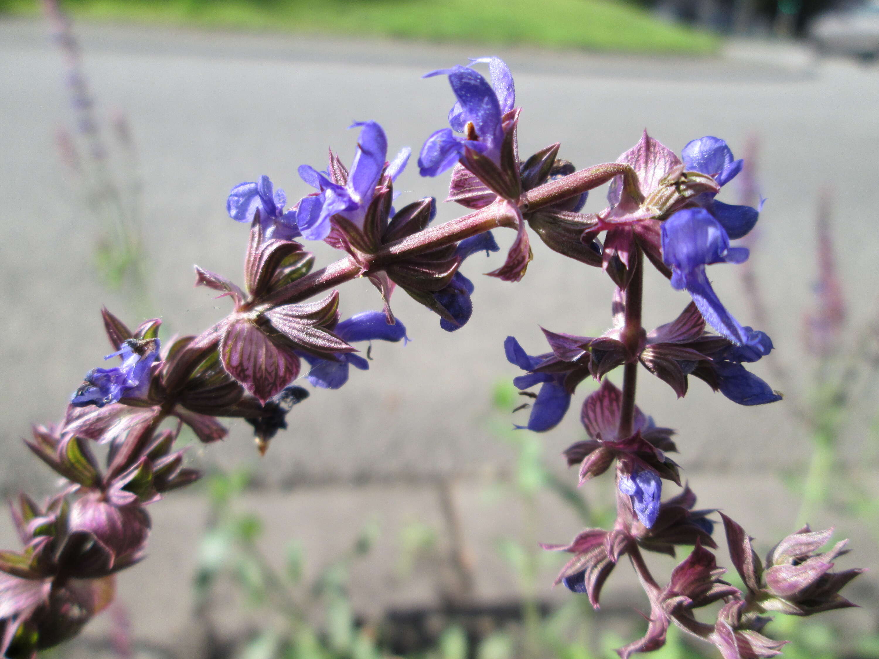 Imagem de Salvia nemorosa L.