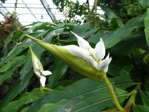 Image of Alpinia nutans (L.) Roscoe