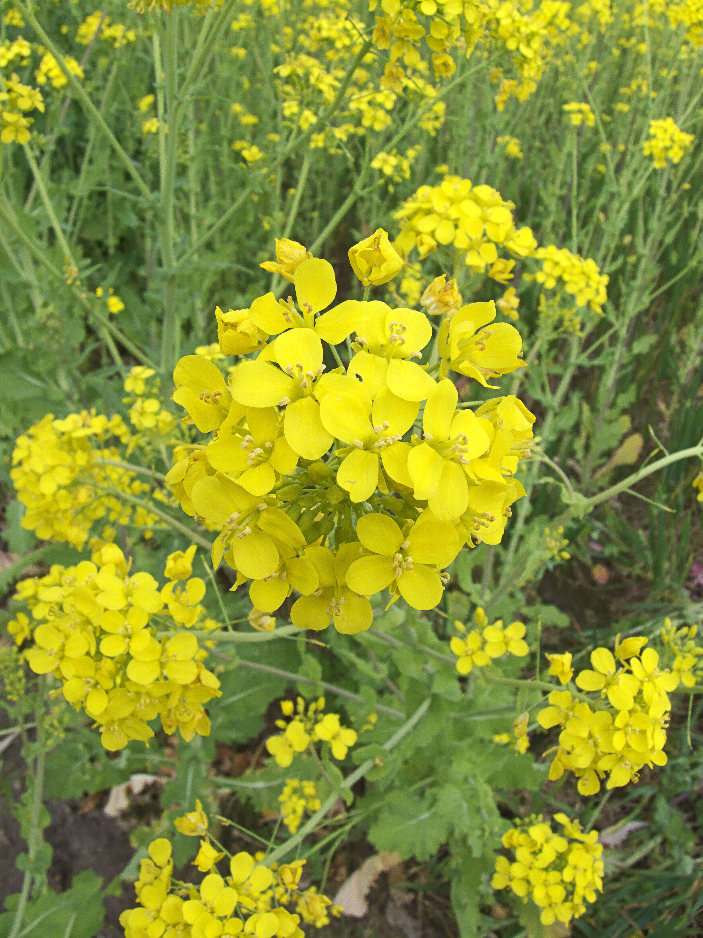 Image of Brassica rapa subsp. oleifera