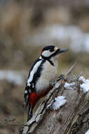 Image of Great Spotted Woodpecker