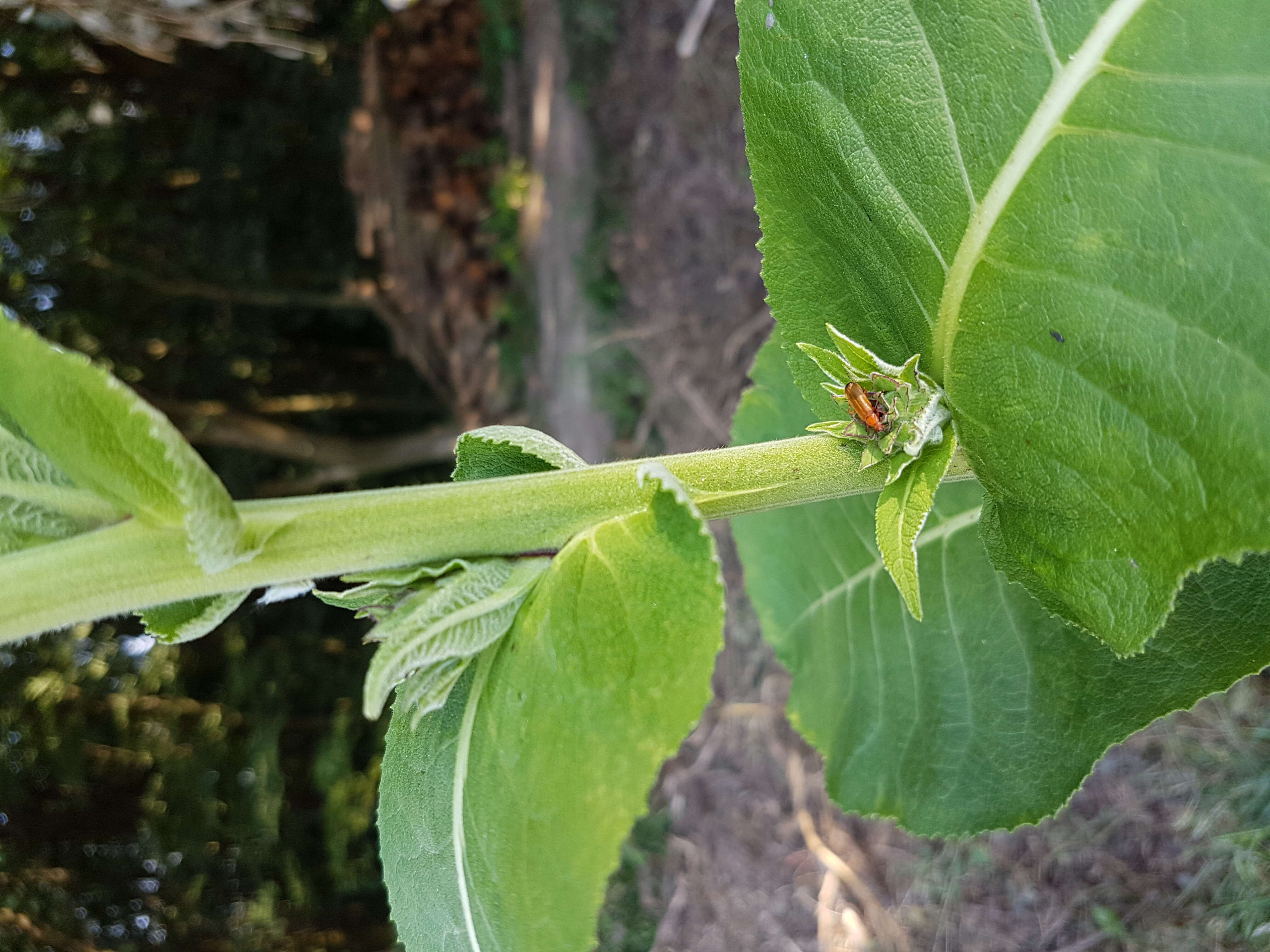 Inula helenium L. resmi