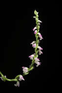 Image of Chinese Spiranthes