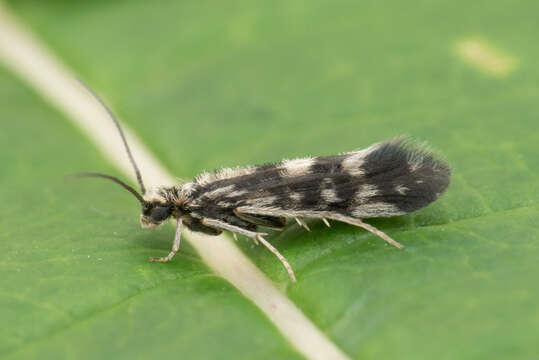 Agraylea multipunctata Curtis 1834 resmi