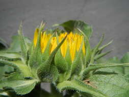 Image of common sunflower