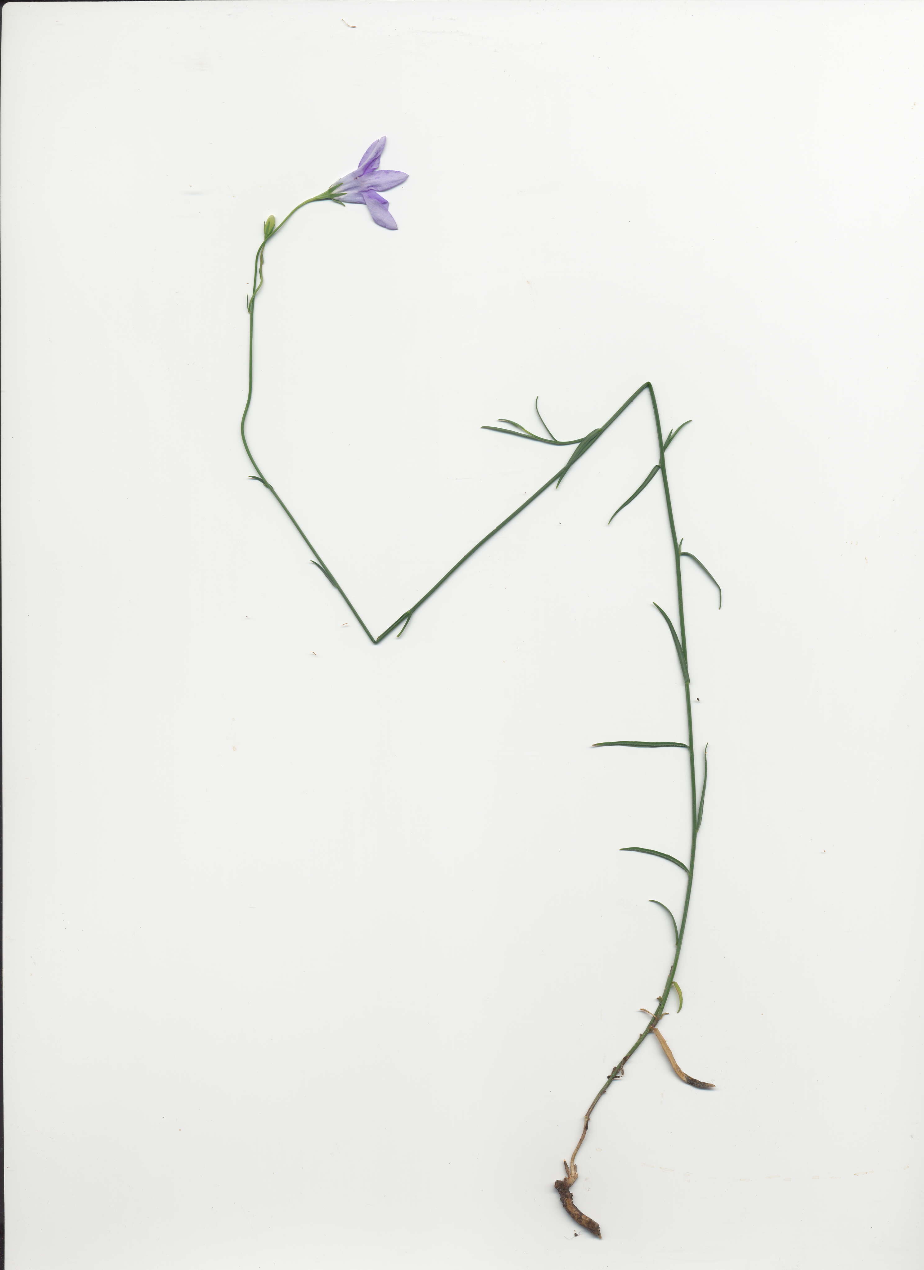 Image of Wahlenbergia capillaris (G. Lodd.) G. Don