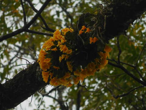 Image of Dendrobium jenkinsii Wall. ex Lindl.