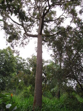 Imagem de Angophora costata (Gaertner) Britton