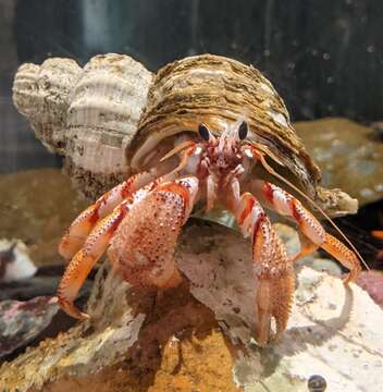 Image of armed hermit crab