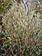 Image of cup lichen