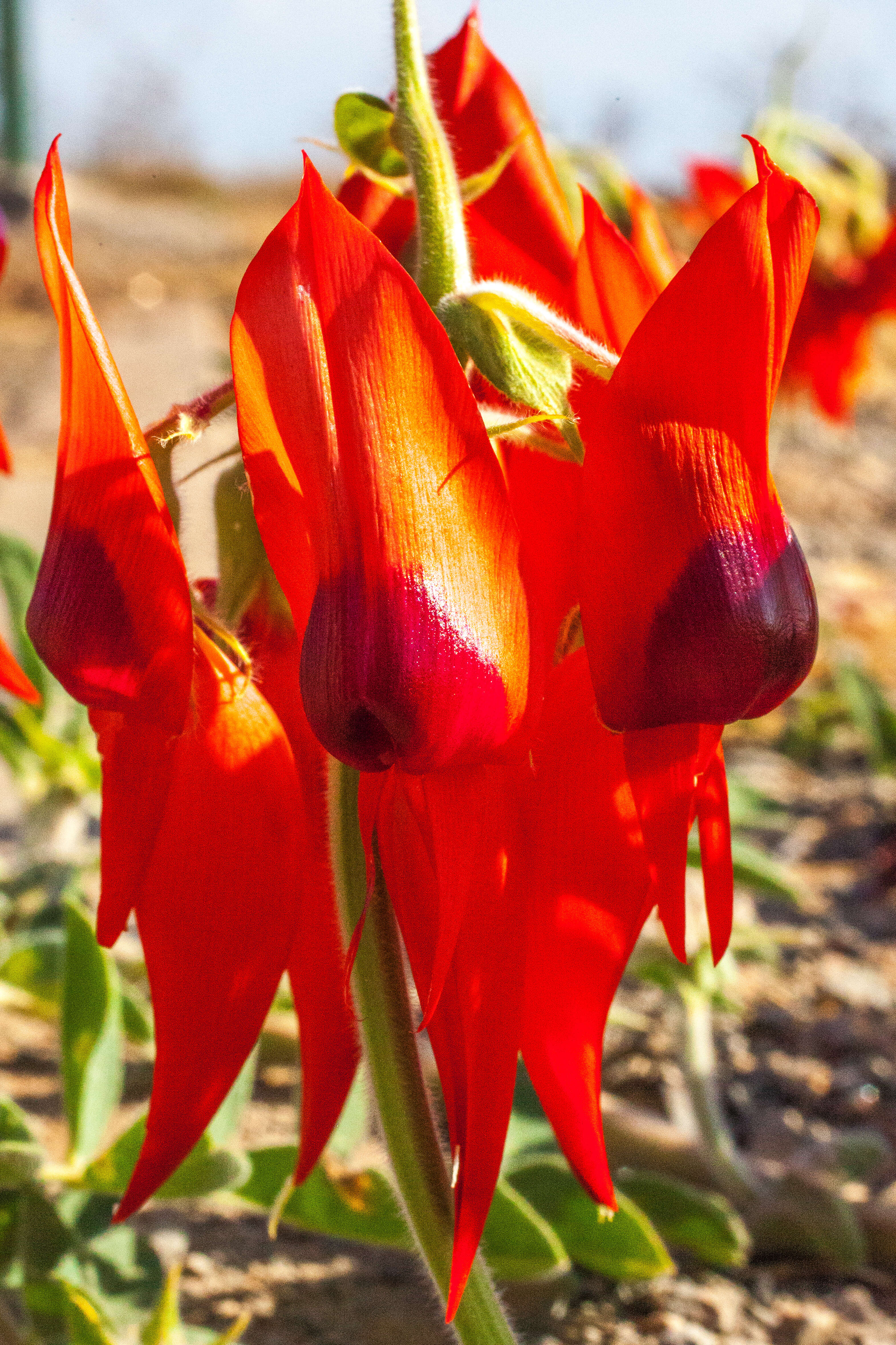 Plancia ëd Swainsona formosa (G. Don) J. Thompson