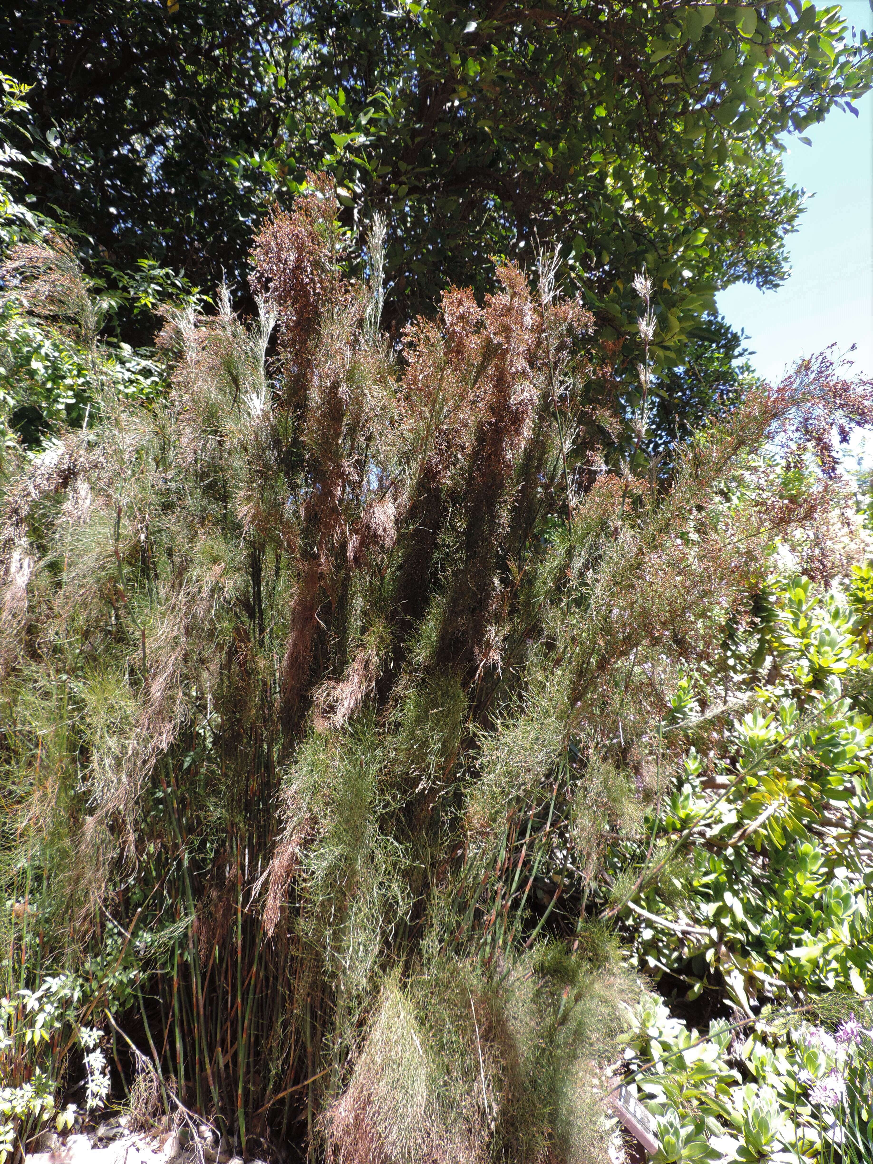 Image of Rhodocoma capensis Nees ex Steud.