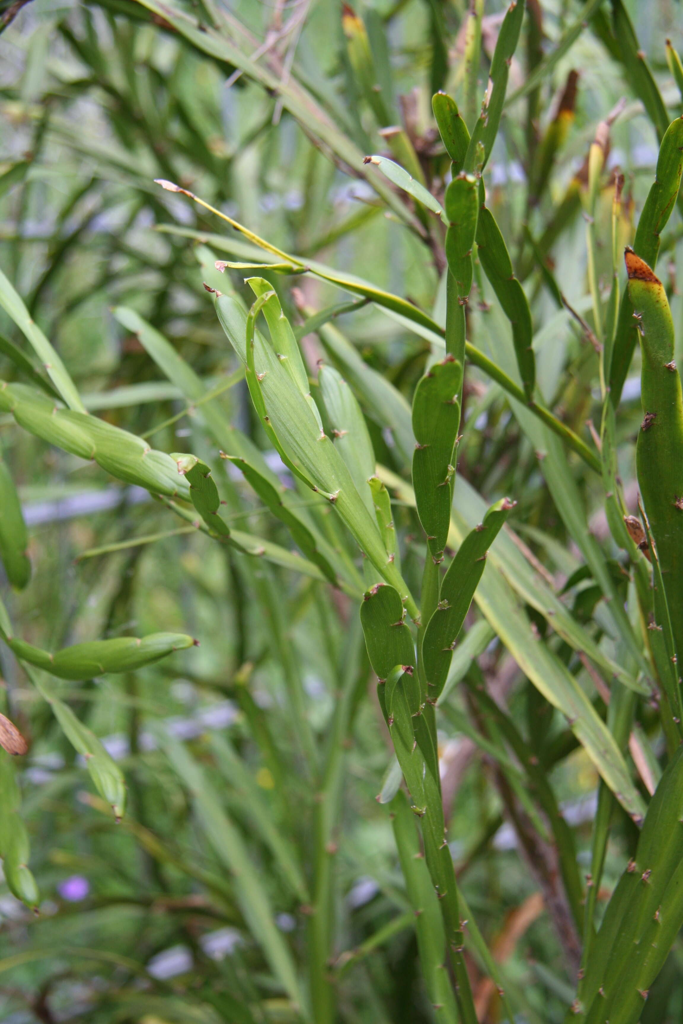 Image of Carmichaelia williamsii Kirk