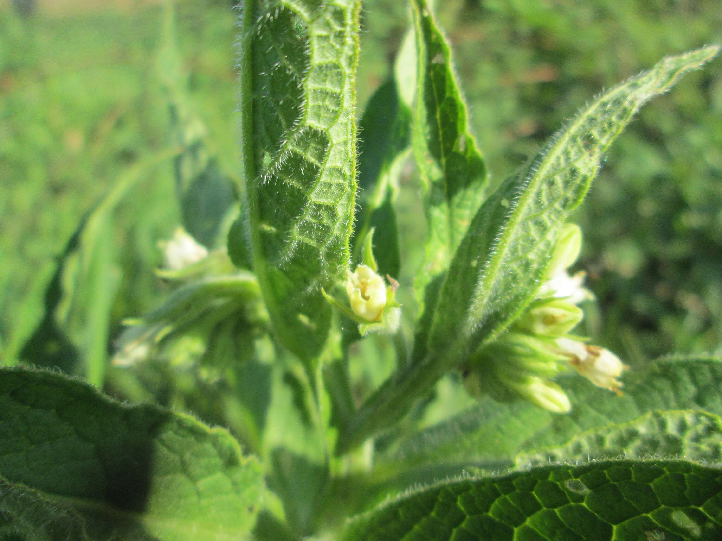 Image of boneset