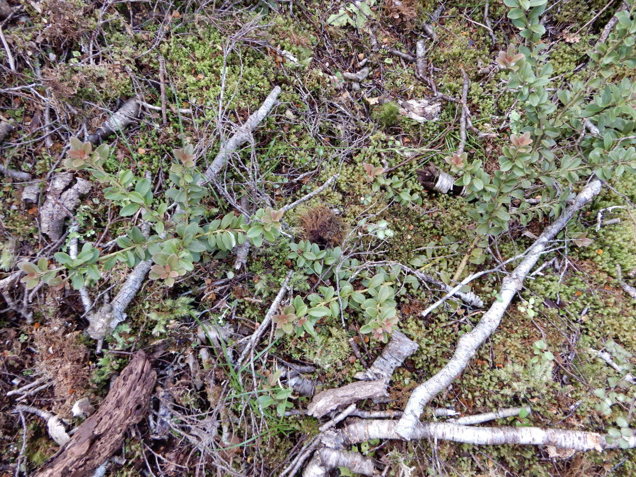 Image of Pseudowintera traversii (J. Buch.) Dandy