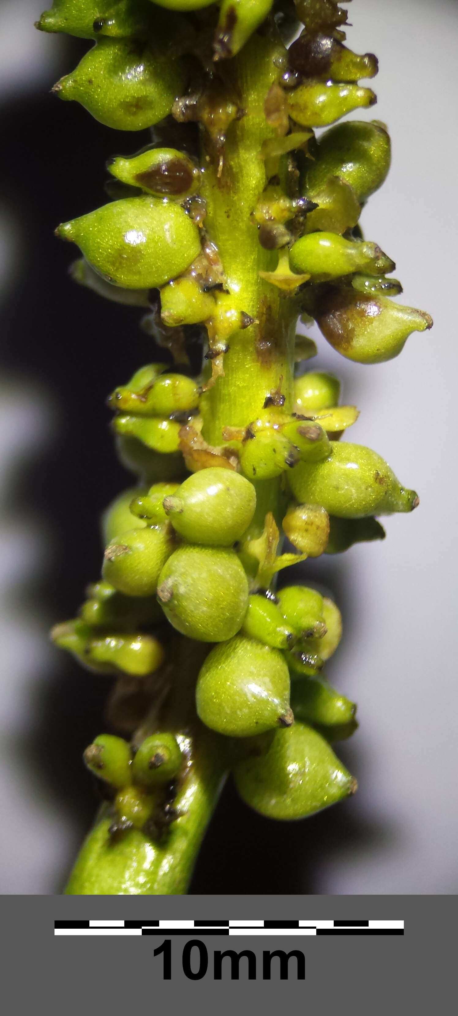 小节眼子菜的圖片