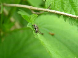 Image of House fly