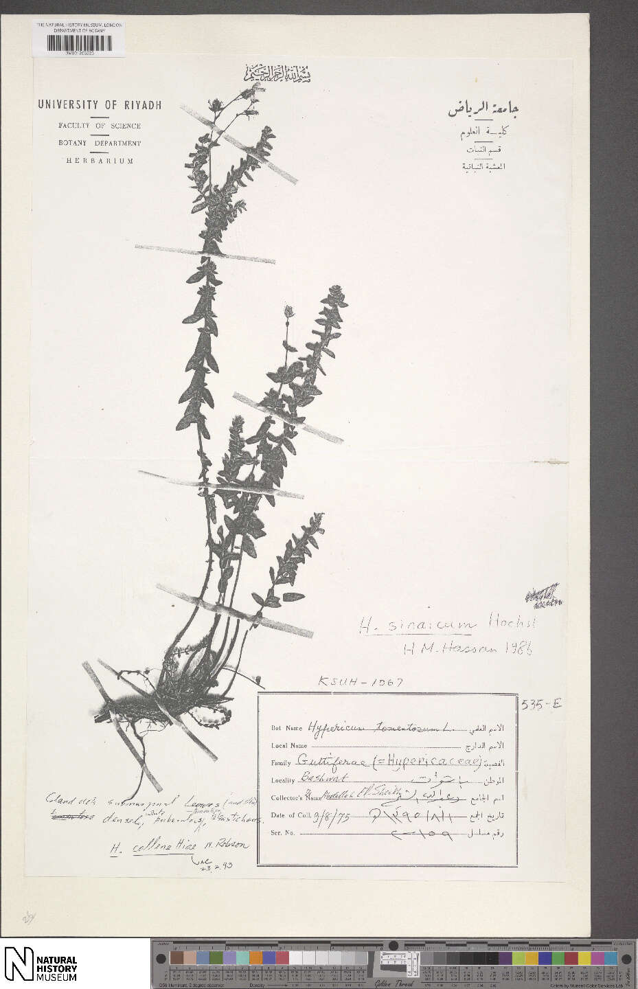 Imagem de Hypericum collenettiae N. K. B. Robson