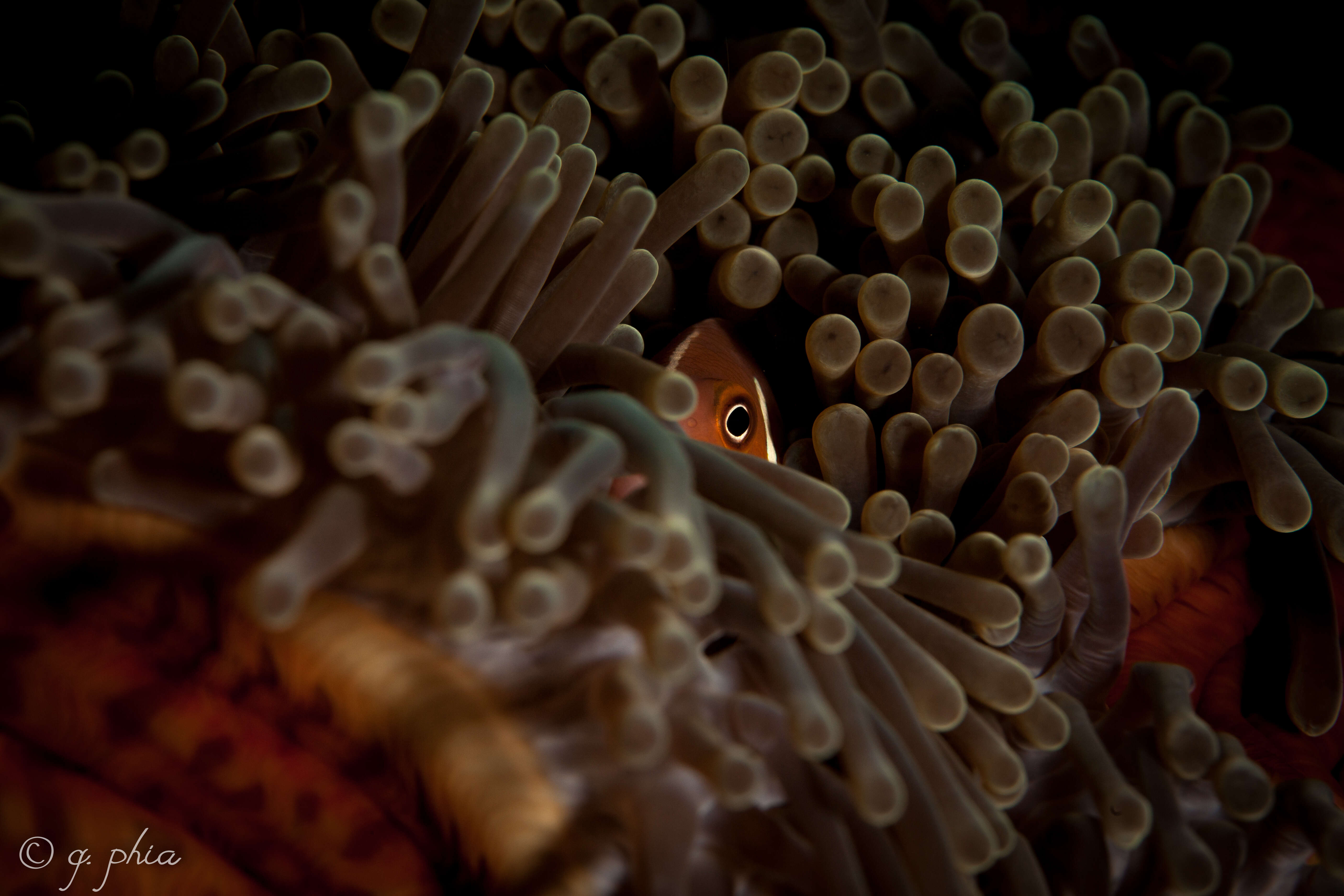 Image of Pink anemonefish