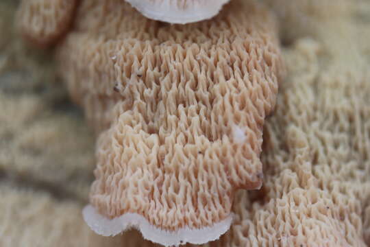 Image of Phlebia tremellosa (Schrad.) Nakasone & Burds. 1984