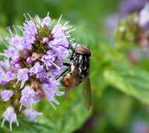 Image of House fly