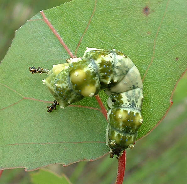 Image of Viceroy