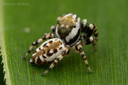 Image of Peppered Jumper