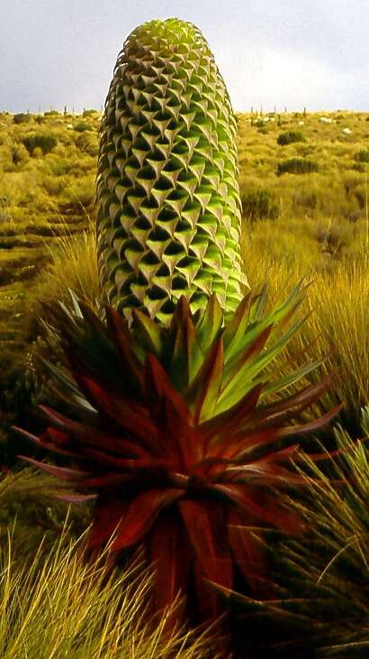 Imagem de Lobelia deckenii (Asch.) Hemsl.