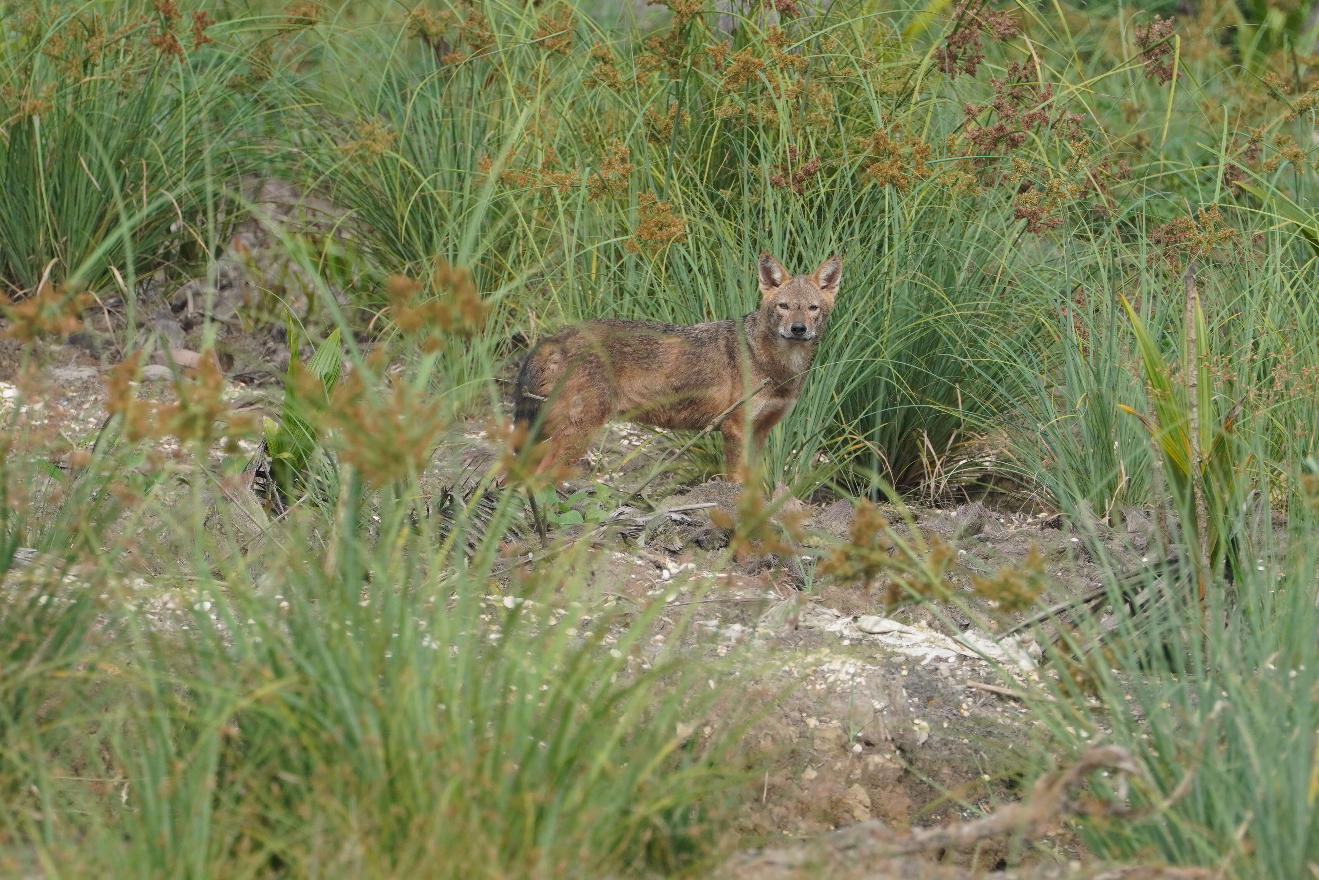 Image of golden jackal