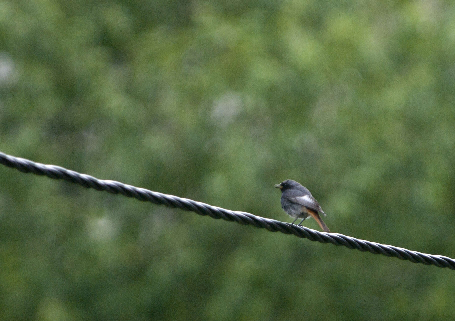 Image of Black Redstart