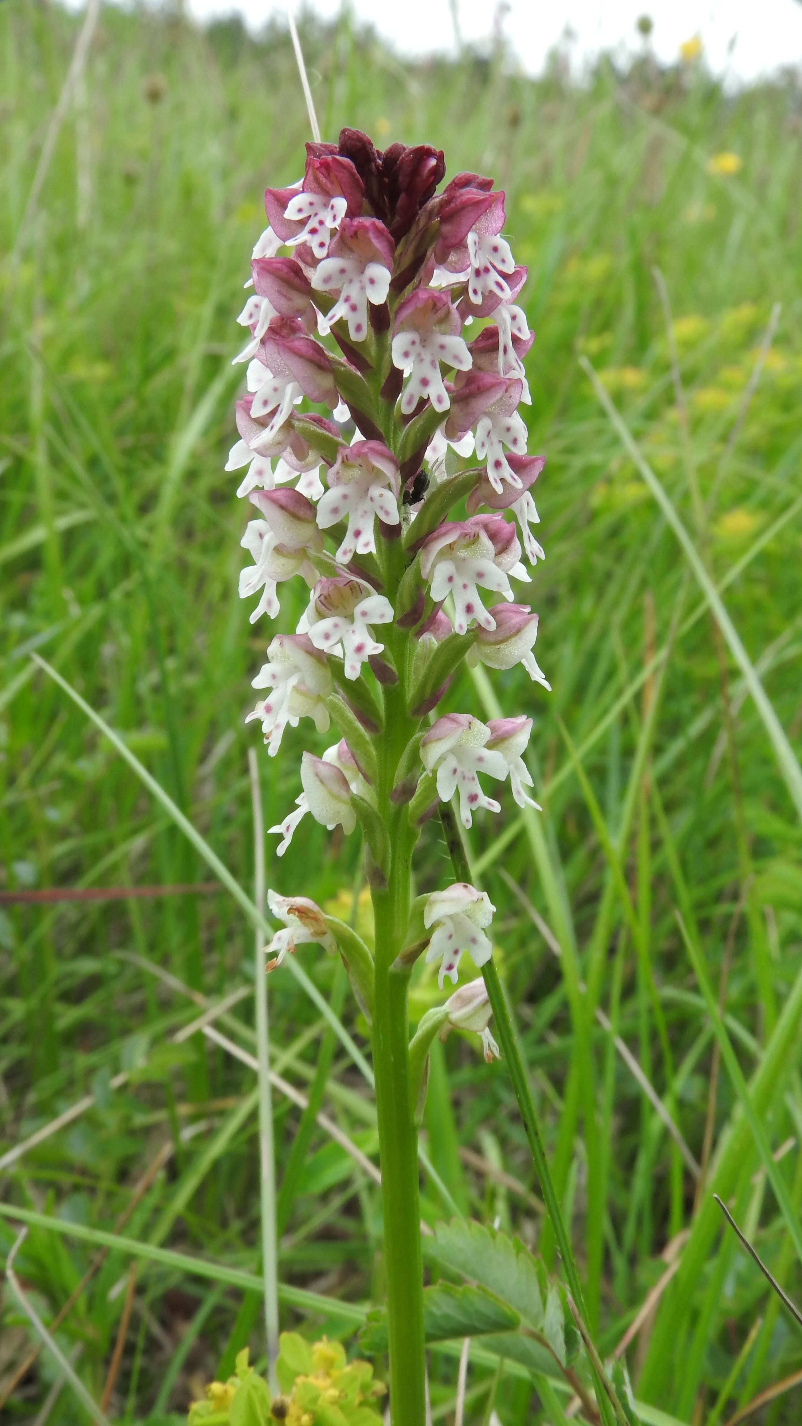 Image of Burnt orchid