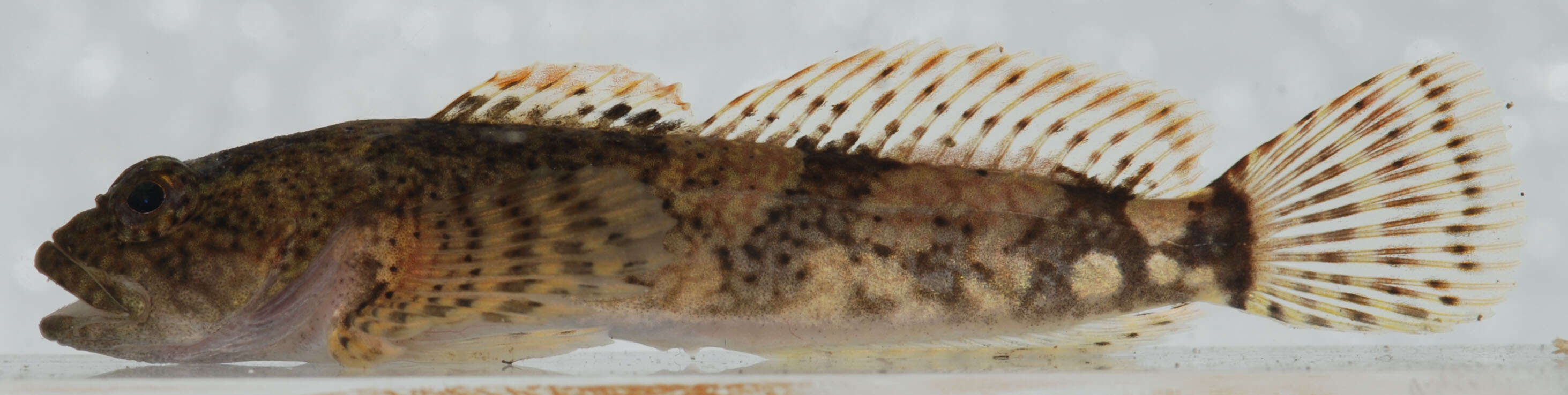 Imagem de Cottus caeruleomentum Kinziger, Raesly & Neely 2000