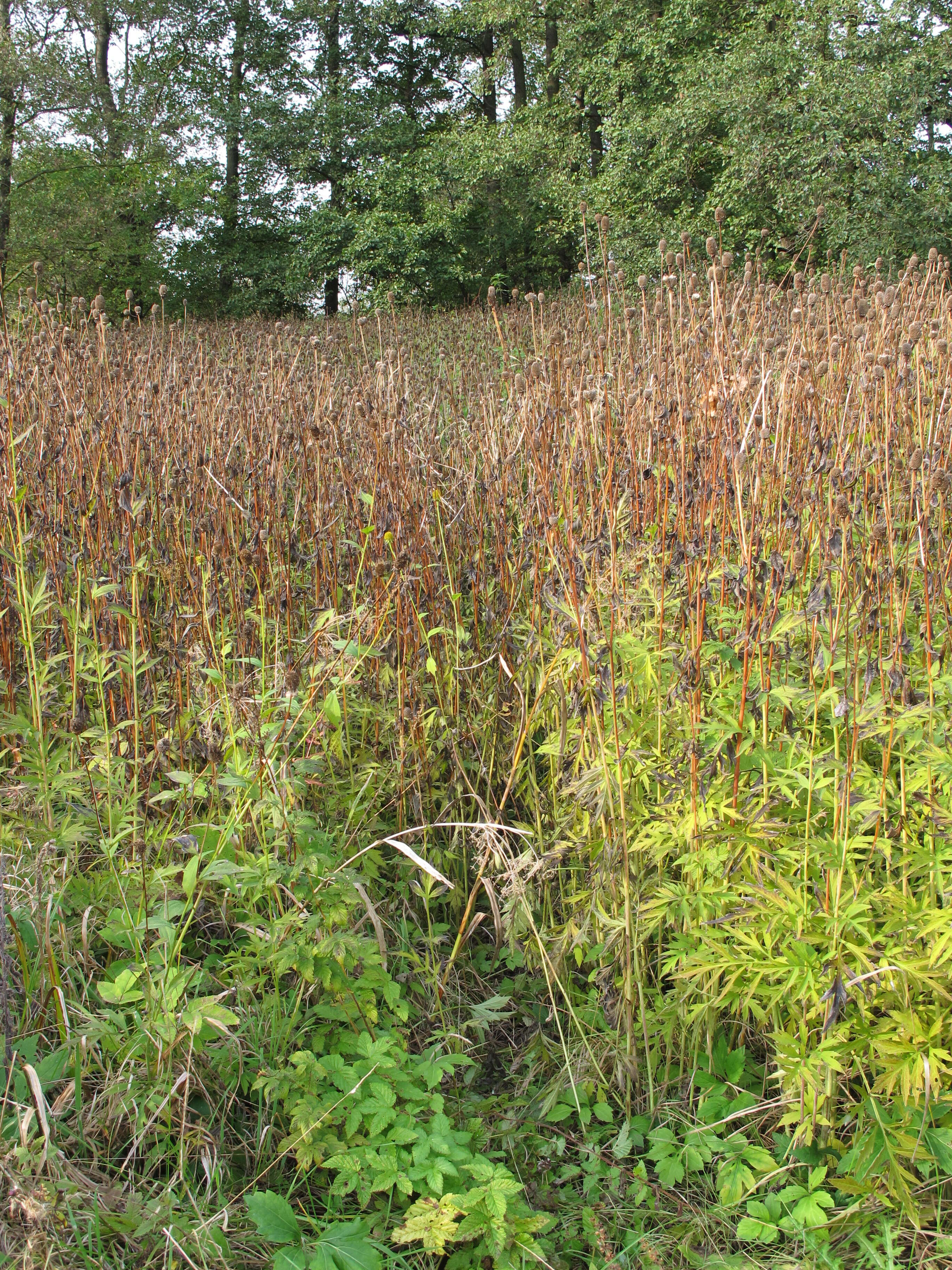 Image of cutleaf coneflower