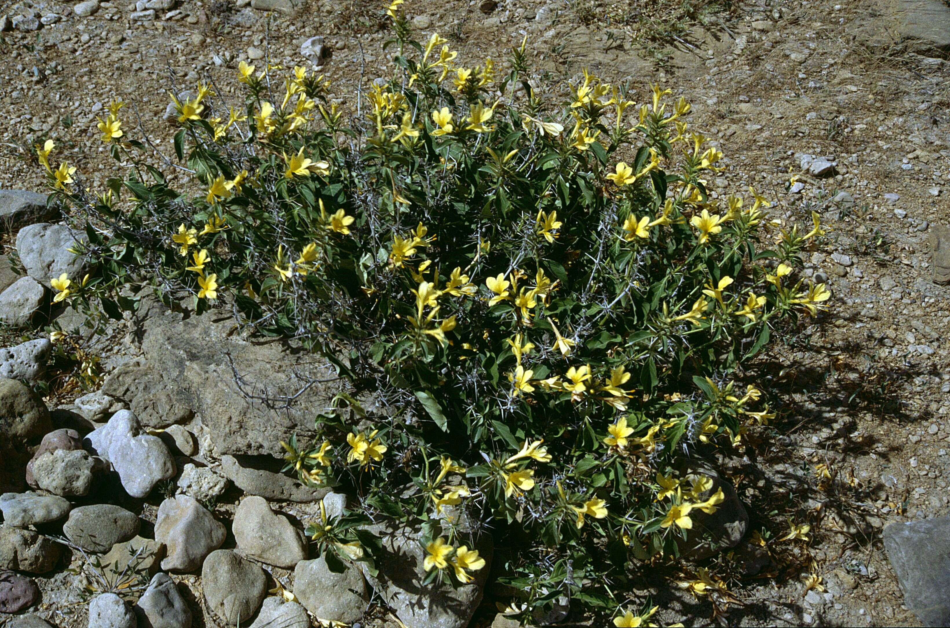 Plancia ëd Barleria prionitis L.