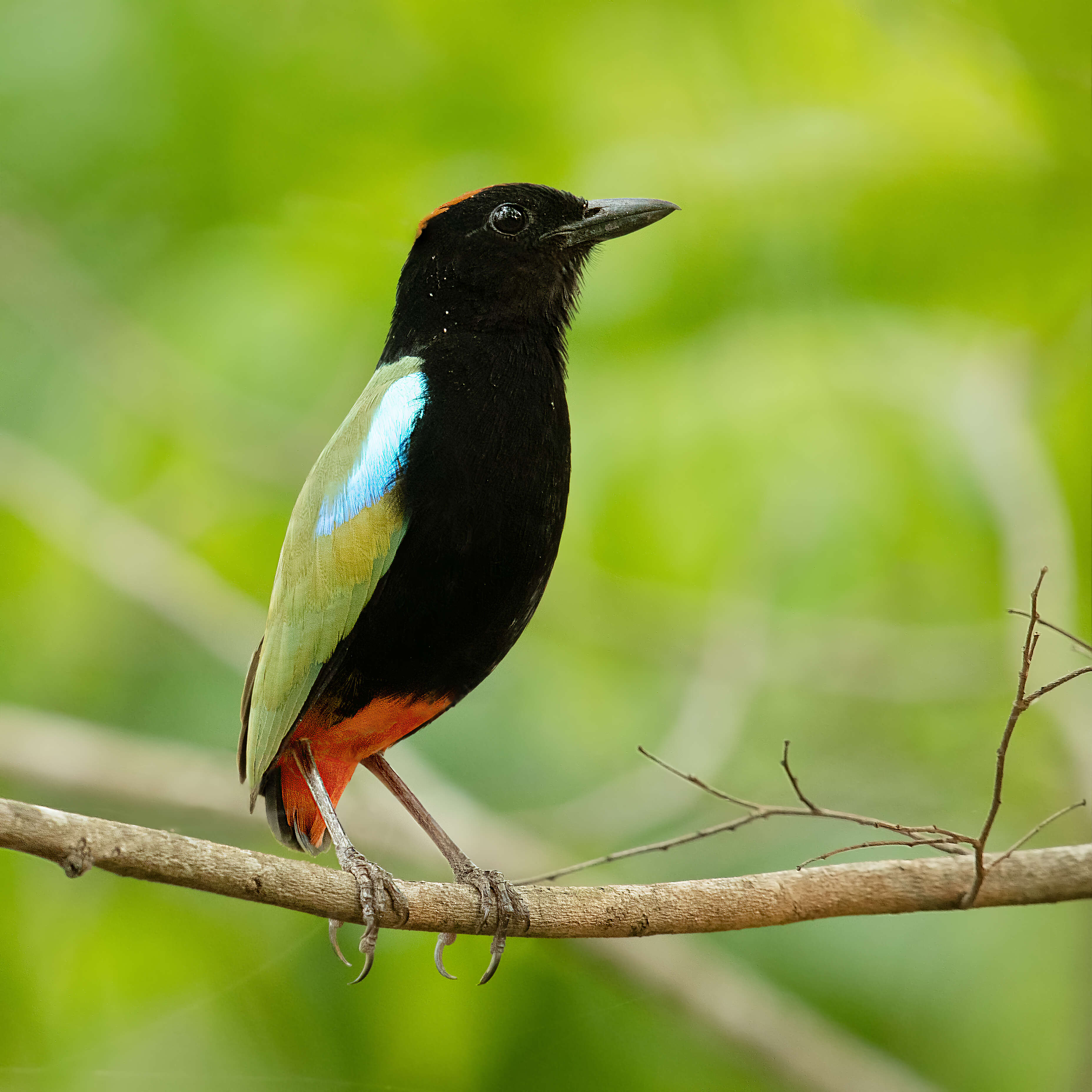 Image of Rainbow Pitta