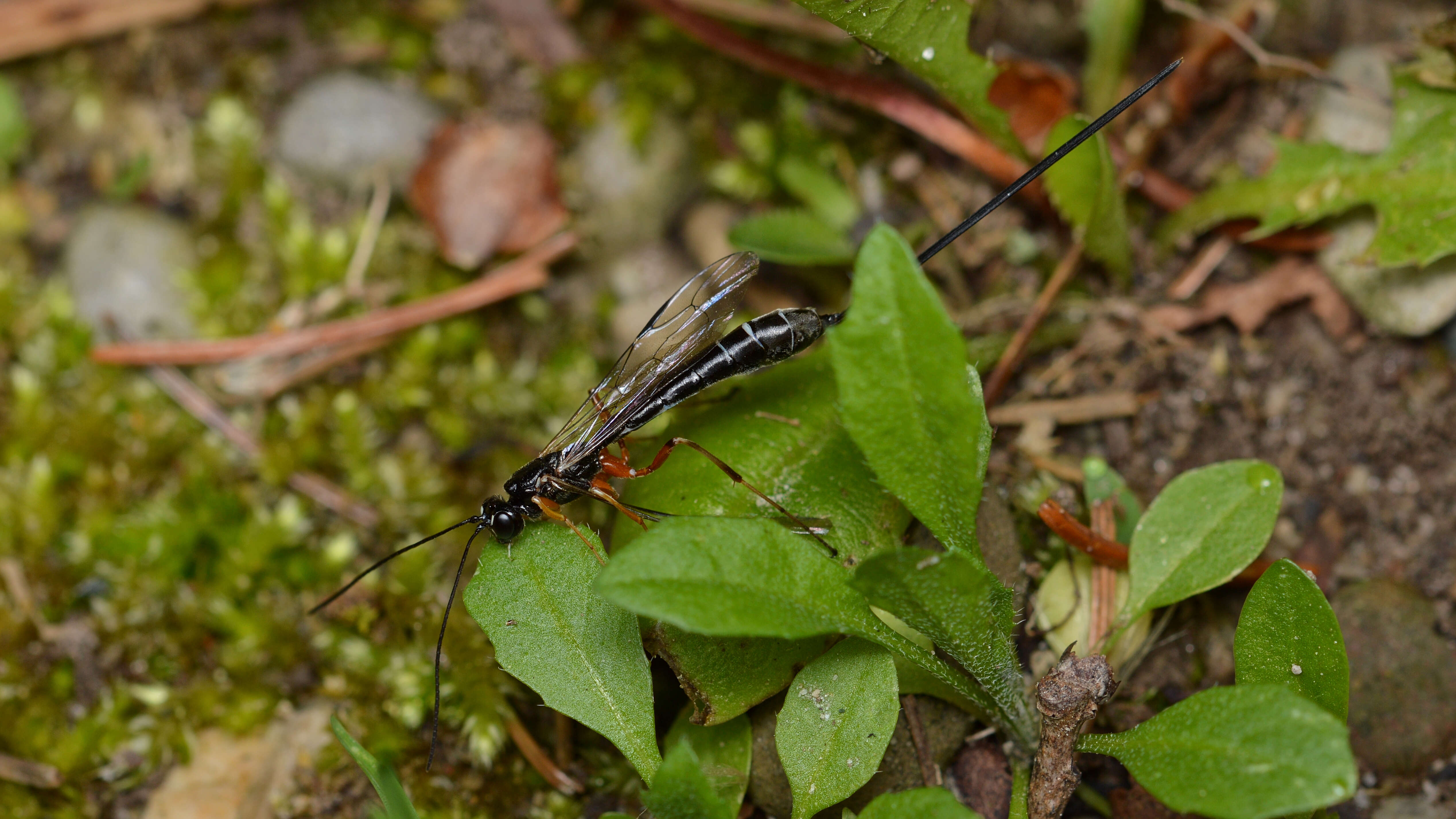 Image of Rhyssella nitida (Cresson 1864)