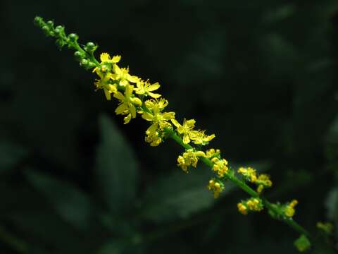 Image of fragrant agrimony