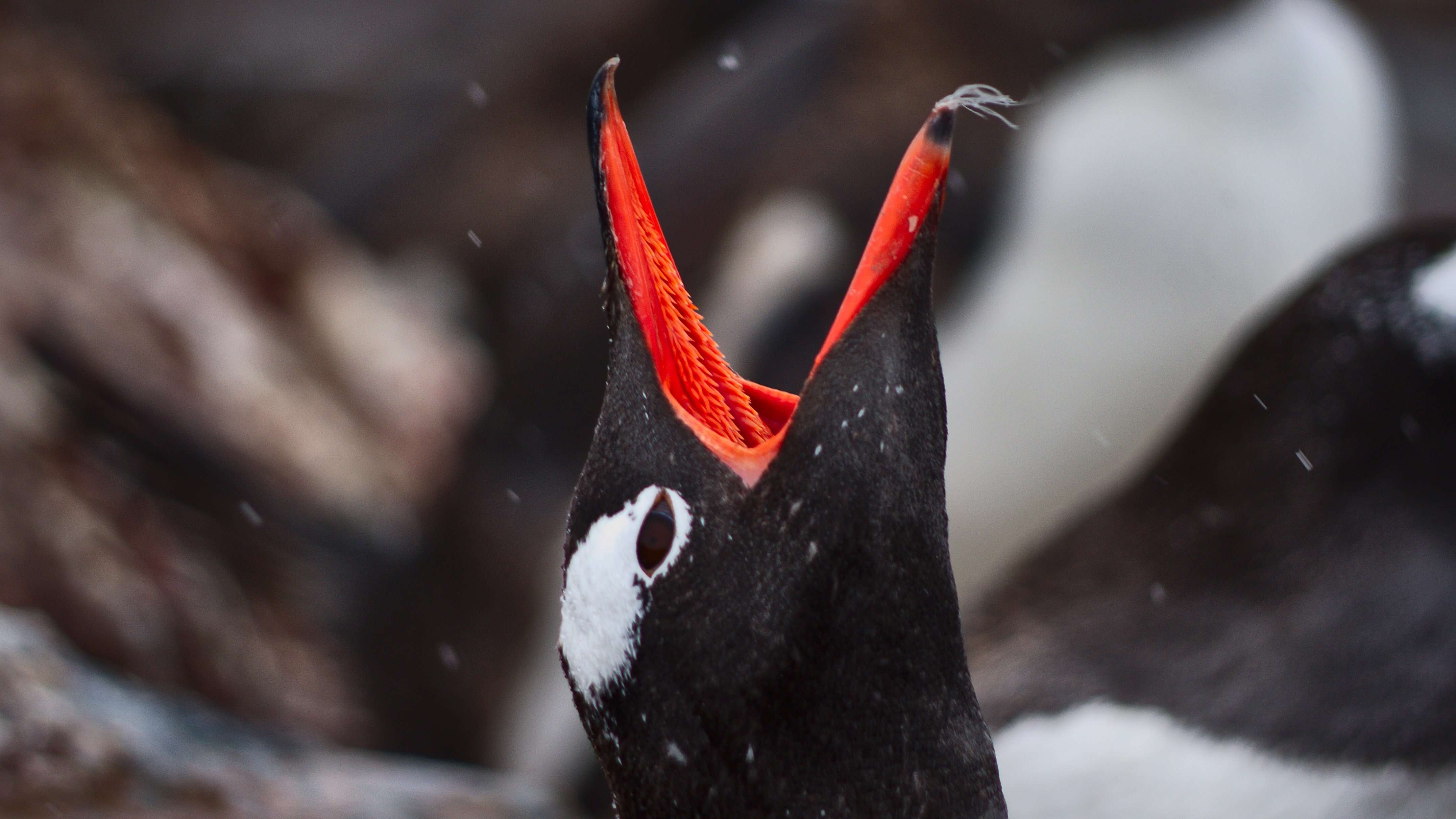 Image of Gentoo Penguin